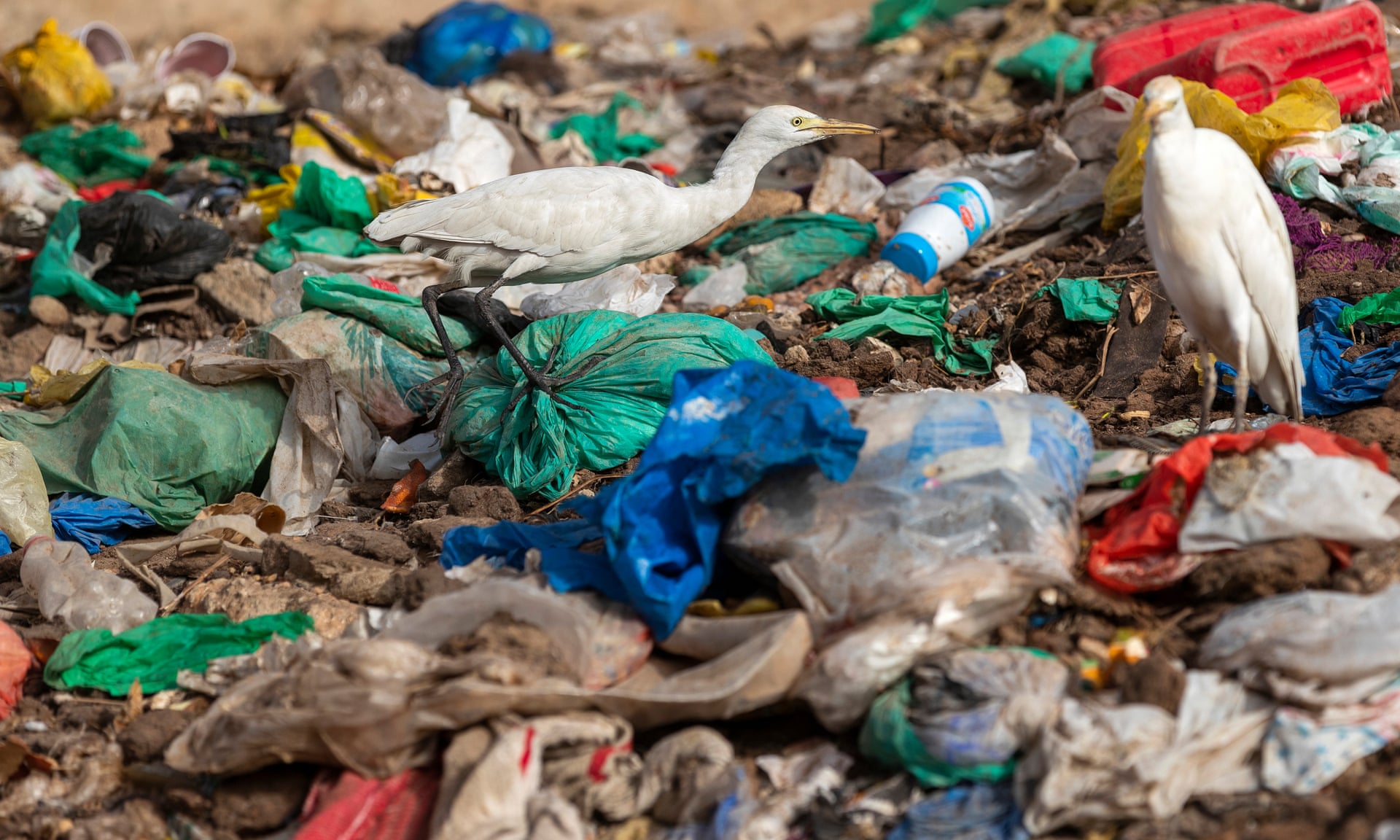 European parliament votes to ban single-use plastics